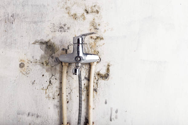 Best Emergency Mold Removal  in Ridgeland, SC