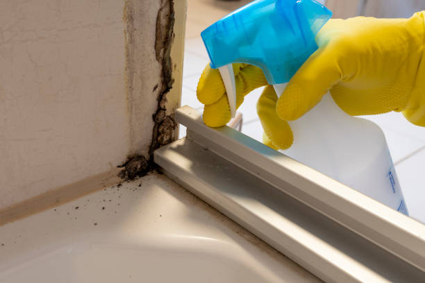 Attic Mold Removal in Ridgeland, SC