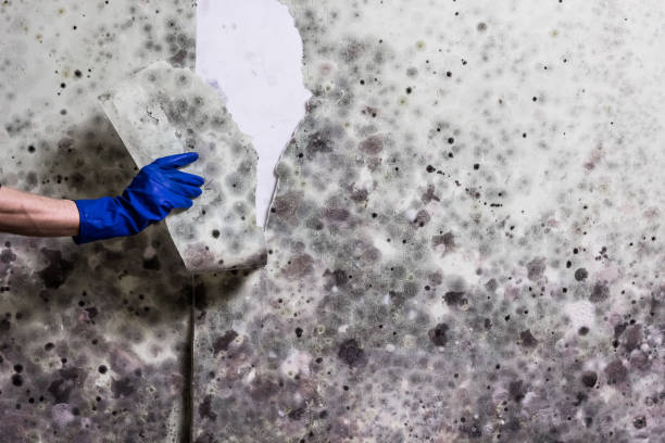 Best Crawl Space Mold Removal  in Ridgeland, SC